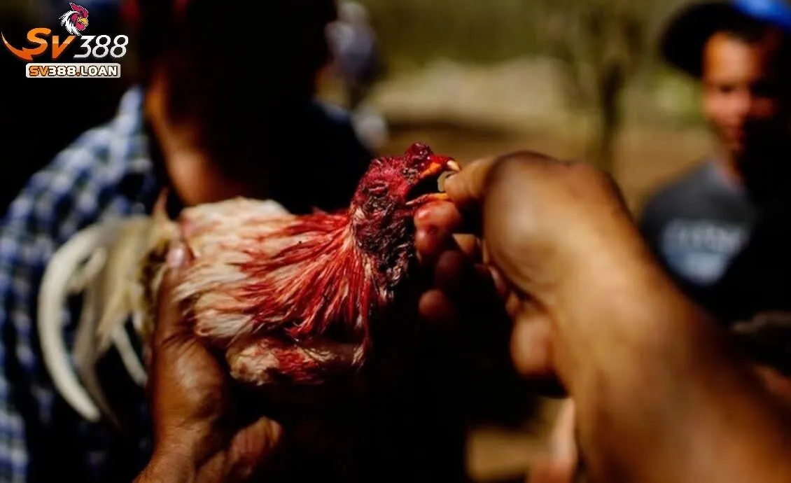 Dựa vào đâu mà giá giống Đá Gà Chọi Cuba Sv388 được cập nhật cao đến thế
