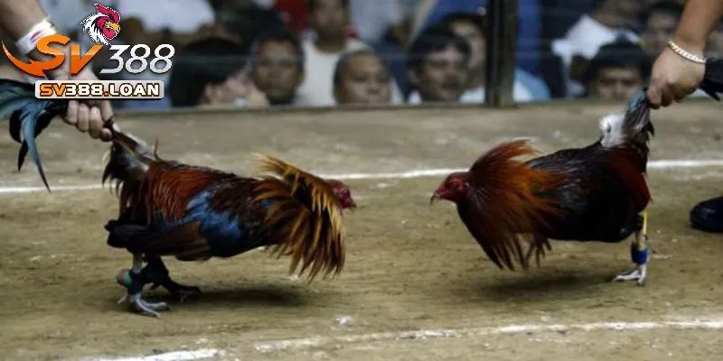 Đá Gà Cựa Dao Sv388 Kiến Thức Cần Có khi Tham Gia Đá Gà 4 Sự đa dạng về giống linh kê Đá Gà Cựa Dao Sv388