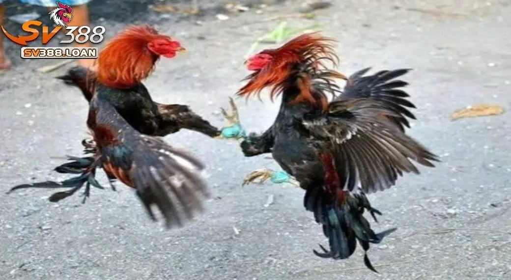 Sử dụng các loại hạt như ngô, lúa mì làm thực phẩm chính cho Đá Gà Shamo Sv388