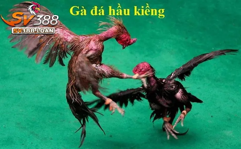 Gà Đá Hầu Kiềng Sv388 là gì?