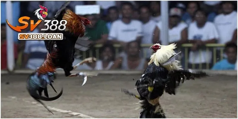 da ga cua dao sv388 1