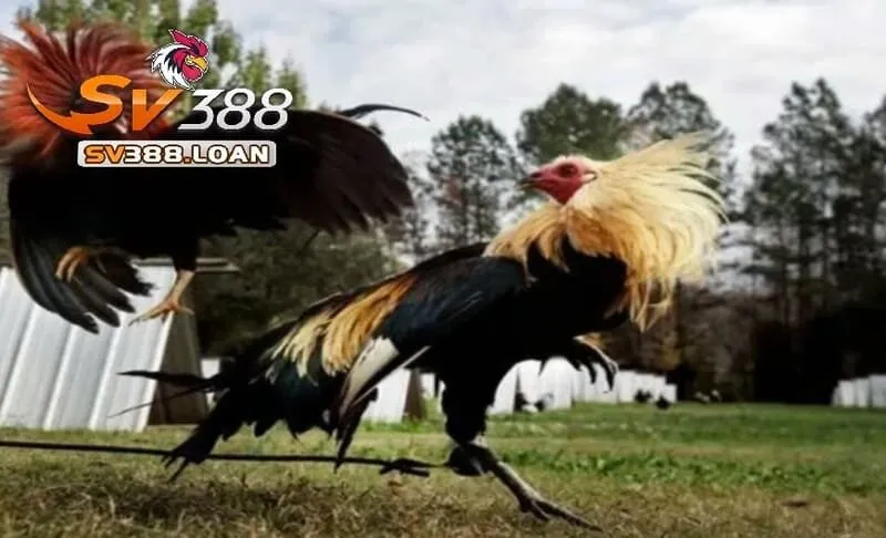 Đặc điểm của giống gà đá Mỹ