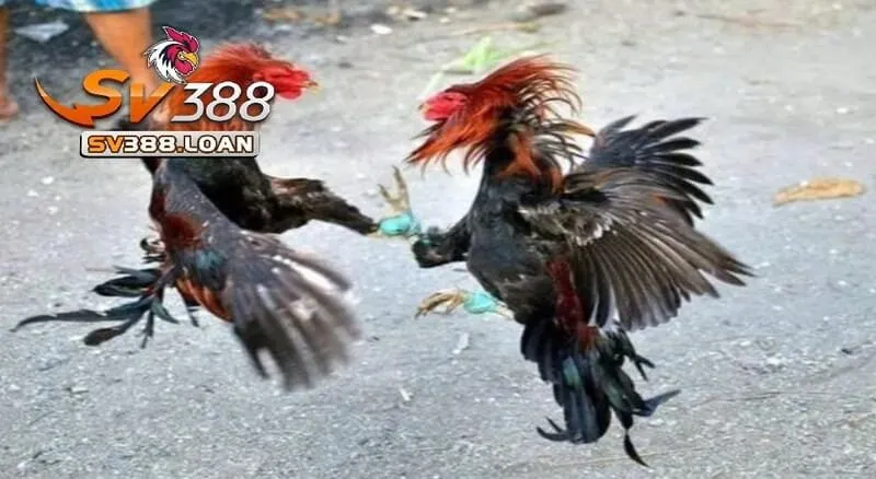 Đá Gà Shamo Sv388 – Trải Nghiệm Đá Gà Đặc Sắc 4 Sử dụng các loại hạt như ngô, lúa mì làm thực phẩm chính cho Đá Gà Shamo Sv388